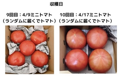 1回目：収穫114ミニトマト - 3.jpeg